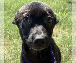 Mutt Dogs for adoption in Canton, CT, USA