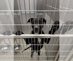 Labrador Retriever-Unknown Mix Dogs for adoption in Las Vegas, NV, USA