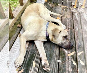 Black Mouth Cur-Labrador Retriever Mix Dogs for adoption in Mobile, AL, USA