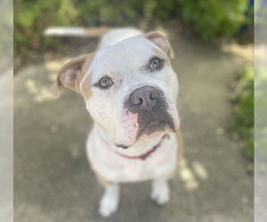 Medium Photo #4 American Bulldog-American Staffordshire Terrier Mix Puppy For Sale in Berkeley, CA, USA