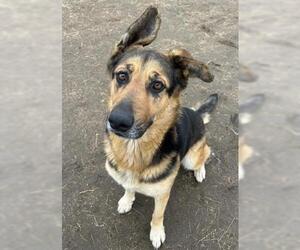 German Shepherd Dog Dogs for adoption in Bakersfield, CA, USA