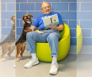 Beagle Dogs for adoption in Waterford, VA, USA