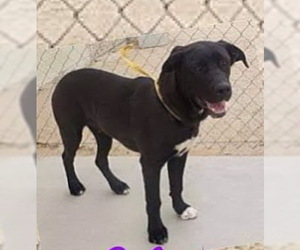 Labrador Retriever-Unknown Mix Dogs for adoption in Tehachapi, CA, USA