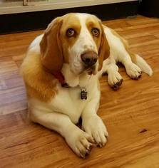 Basset Hound Dogs for adoption in Yakima, WA, USA