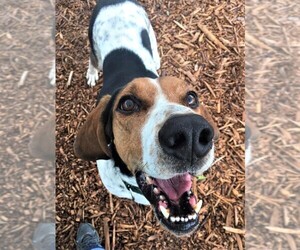 Coonhound Dogs for adoption in Franklin, TN, USA