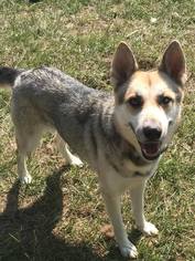 German Shepherd Dog-Siberian Husky Mix Dogs for adoption in Diana, TX, USA