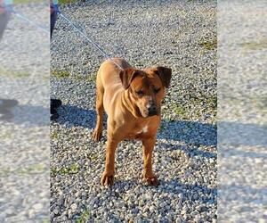 Boxer-Unknown Mix Dogs for adoption in Point Pleasant, WV, USA