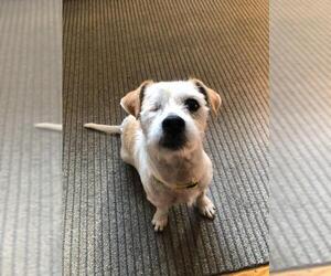 Mutt Dogs for adoption in Catasauqua, PA, USA