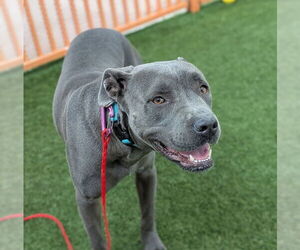 American Pit Bull Terrier-Unknown Mix Dogs for adoption in Las Vegas, NV, USA