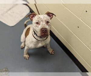 American Pit Bull Terrier-German Shorthaired Pointer Mix Dogs for adoption in Denver, CO, USA