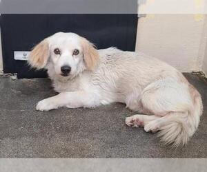 Cocker Spaniel-Unknown Mix Dogs for adoption in pomona, CA, USA