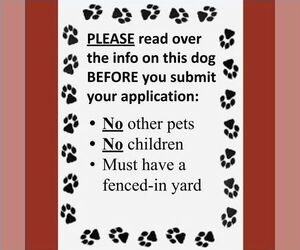 Mutt Dogs for adoption in Fargo, ND, USA