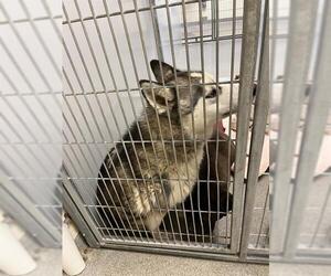 Siberian Husky Dogs for adoption in West Valley, UT, USA