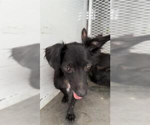 Chihuahua Dogs for adoption in Bakersfield, CA, USA