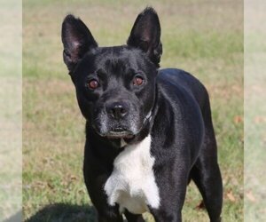 Boston Terrier-Unknown Mix Dogs for adoption in Natchitoches, LA, USA