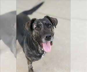 Mastador Dogs for adoption in Sacramento, CA, USA