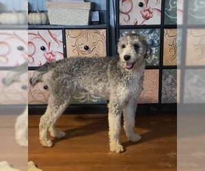 Aussiedoodle Dogs for adoption in Harrison, AR, USA
