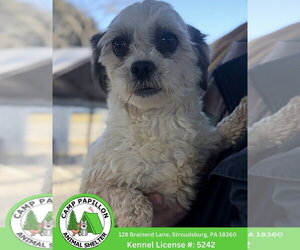 Shih Tzu-Unknown Mix Dogs for adoption in Stroudsburg, PA, USA