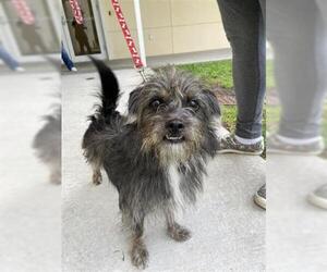 Cairn Terrier Dogs for adoption in Vero Beach, FL, USA