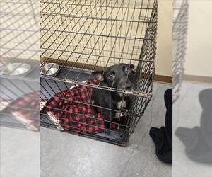 Labrador Retriever-Unknown Mix Dogs for adoption in Texas City, TX, USA