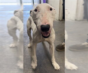 Bull Terrier Dogs for adoption in San Bernardino, CA, USA