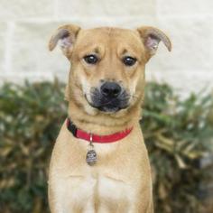 Chi-Corgi Dogs for adoption in Chico, CA, USA