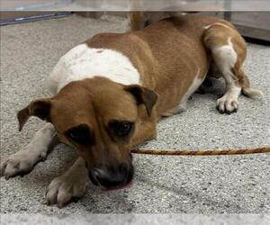 Black Mouth Cur-Unknown Mix Dogs for adoption in Conroe, TX, USA