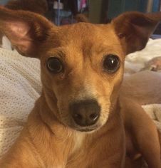 Chiweenie Dogs for adoption in West Columbia, SC, USA