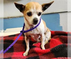 Chihuahua Dogs for adoption in Camarillo, CA, USA