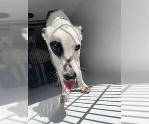 Unknown-Whippet Mix Dogs for adoption in Houston, TX, USA