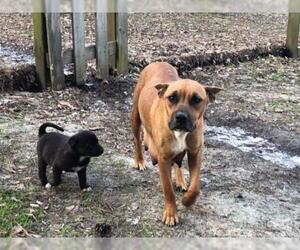 Boxador Dogs for adoption in Lexington, SC, USA