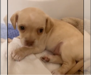 Chihuahua-Cockapoo Mix Dogs for adoption in Escondido, CA, USA
