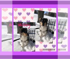 Collie Dogs for adoption in Genoa City, WI, USA