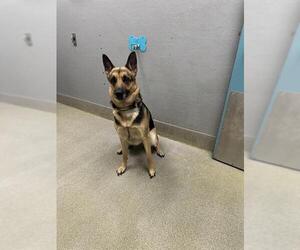 German Shepherd Dog-Unknown Mix Dogs for adoption in Las Vegas, NV, USA