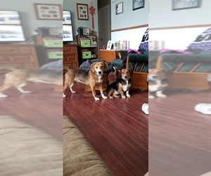 Beagi Dogs for adoption in aurora, IL, USA