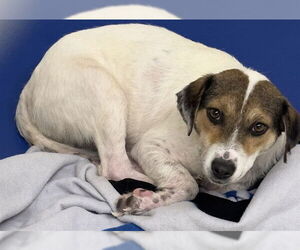 Catahoula Leopard Dog Dogs for adoption in Pasadena, TX, USA