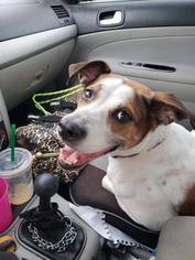 Pointer Dogs for adoption in Glendale , AZ, USA