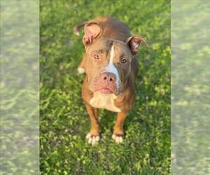American Pit Bull Terrier-Unknown Mix Dogs for adoption in Conroe, TX, USA