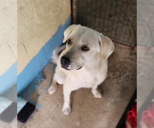 Labrenees Dogs for adoption in Tracy City, TN, USA