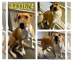 Mutt Dogs for adoption in San Antonio, TX, USA