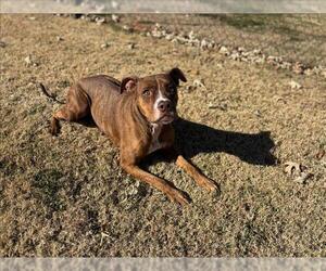 Boxer-Unknown Mix Dogs for adoption in Grovetown, GA, USA