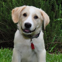 Golden Pyrenees Dogs for adoption in Royal Palm Beach, FL, USA