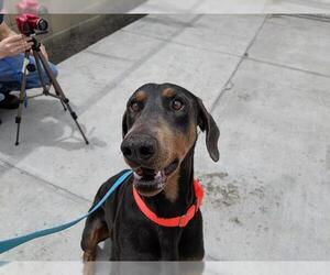 Doberman Pinscher Dogs for adoption in Denver, CO, USA