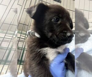 Collie-Unknown Mix Dogs for adoption in Calgary, Alberta, Canada