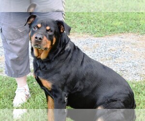 Rottweiler Dogs for adoption in Rowayton, CT, USA