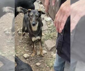 German Shepherd Dog-Unknown Mix Dogs for adoption in San Antonio, TX, USA