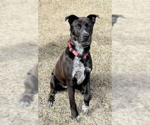Labrador Retriever-Unknown Mix Dogs for adoption in Genesee, WI, USA