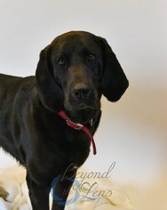 Bloodhound Dogs for adoption in Oxford, MI, USA