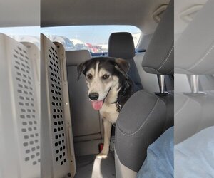 Huskies -Labrador Retriever Mix Dogs for adoption in Willcox, AZ, USA