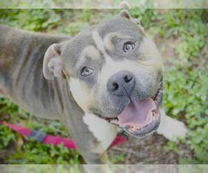 American Staffordshire Terrier-Unknown Mix Dogs for adoption in Tallahassee, FL, USA